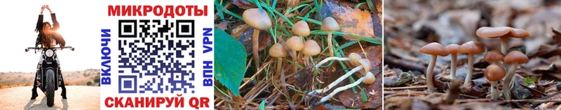купить наркотики сайты  Дятьково  Галлюциногенные грибы MAGIC MUSHROOMS 